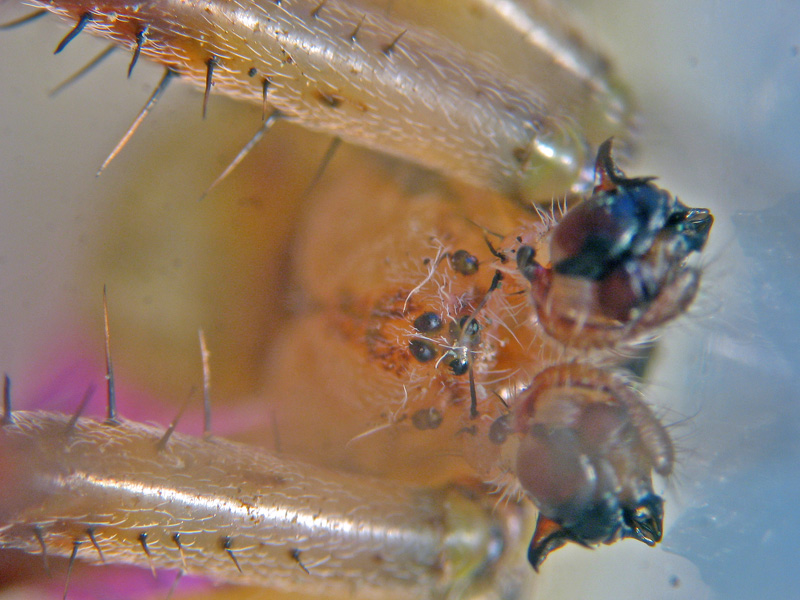 Araneus quadratus